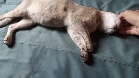 my cat