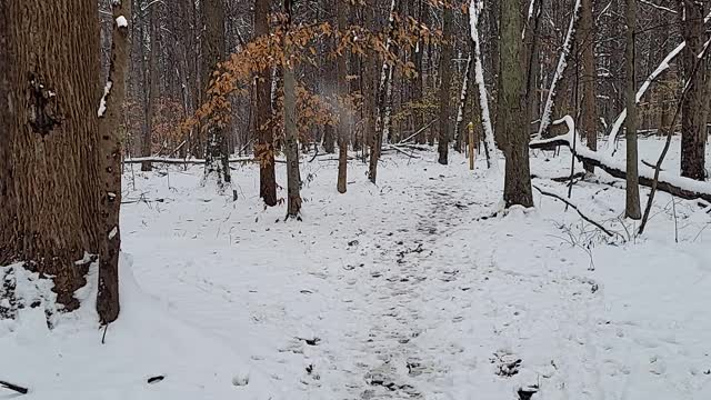 4k hd first snowfall in michigan.