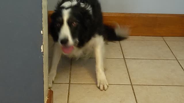 Nelson the border collie
