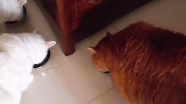 Cat's back humped when she saw a dog