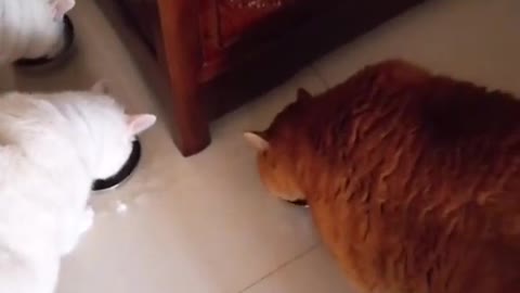 Cat's back humped when she saw a dog