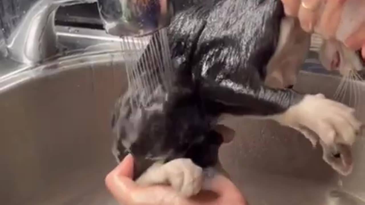 Cute_Kitten_Bath_Time_#shorts_#cat_#kitten_#funny_#bathtub_#viral