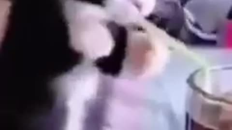 Funny cat