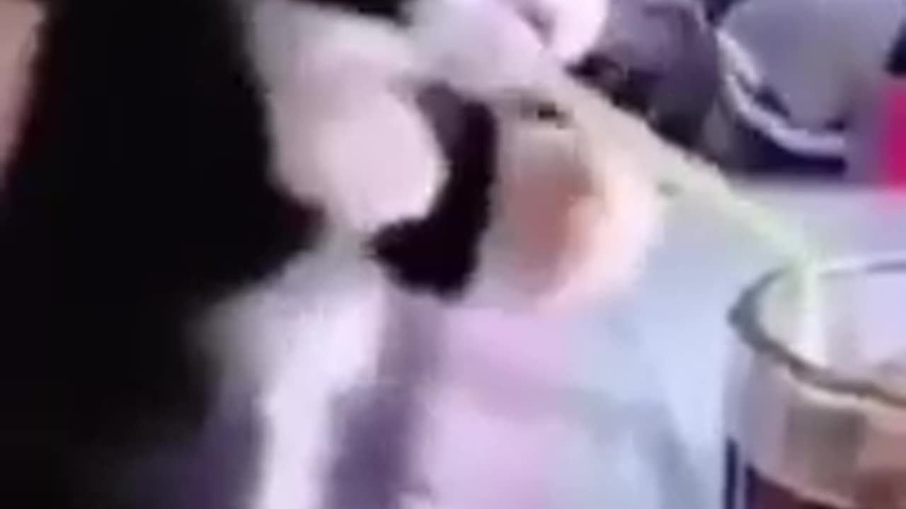 Funny cat