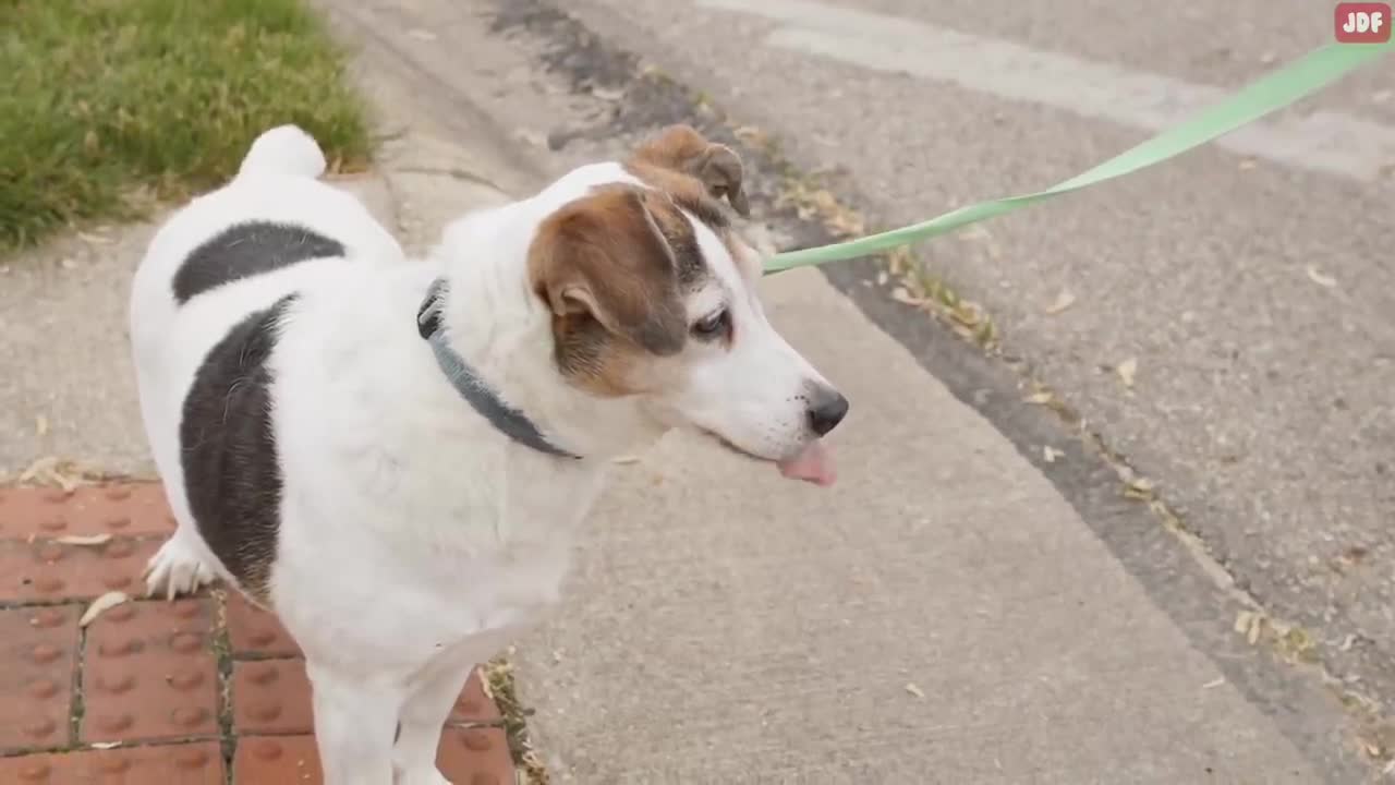 14 Signs Your Dog Doesn’t Love You (Even if You Think They Do)