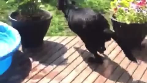 Dog Zoomies Off of Trampoline and Into Fence