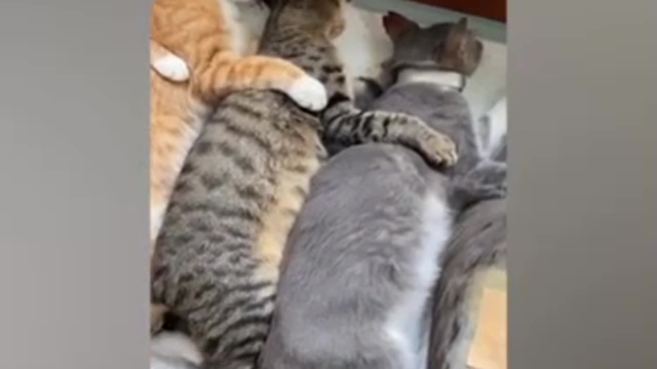 Funny animal video 😂😹 very interesting