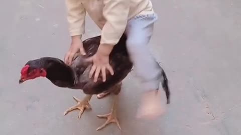 kid playing with hen