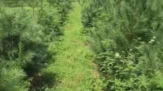 Mowing inside our tree rows and Highland tree farm near Doylestown pa