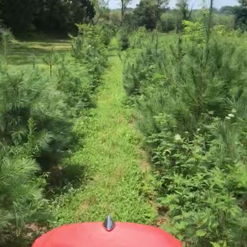 Mowing inside our tree rows and Highland tree farm near Doylestown pa