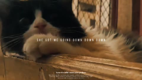 Funny cats moments 2023