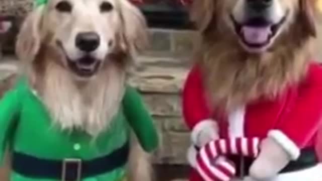Amazing Baby Dogs _Cute And Funny Dogs Videos compilation