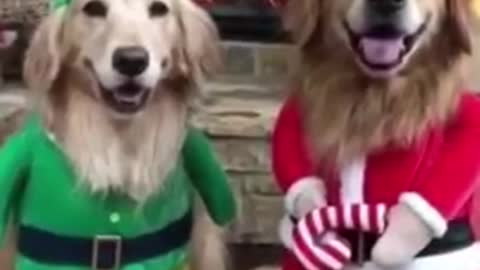Amazing Baby Dogs _Cute And Funny Dogs Videos compilation