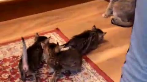 20190127 - Люська и котята