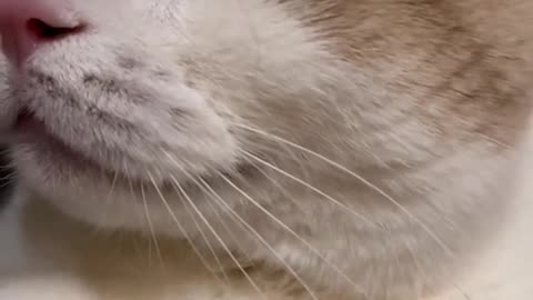"Feline Fury: The Angry Meows of a Cute Cat"