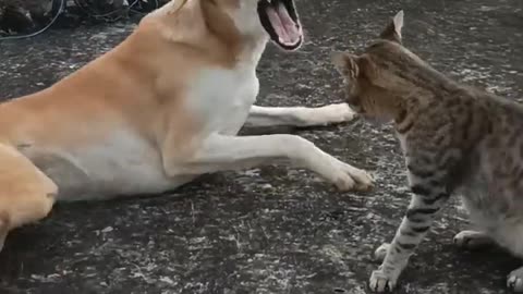 Funny Dog Fails - Cute Dogs Funniest Moments Cats & Dogs