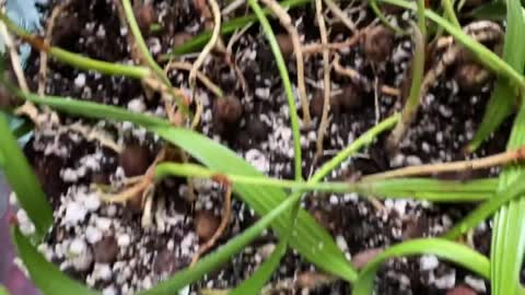 Hybrid Livistona palms germination after 10 months.