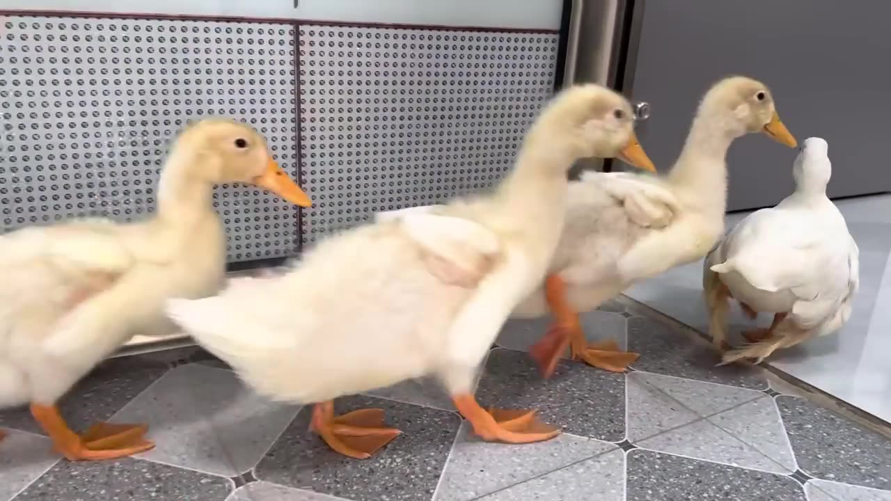 The duck jumps into the basket and sleeps with the kitten so sweet!kitten is mother duckling.lovable