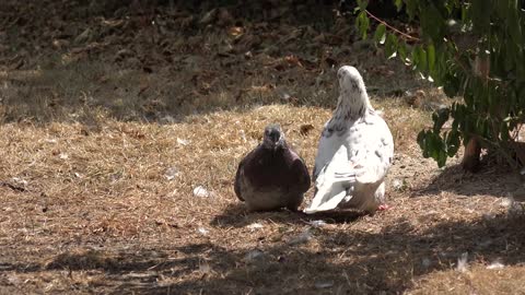 Birds Mating | Birds Mating | Birds Love