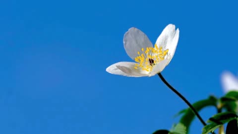 wood_anemones