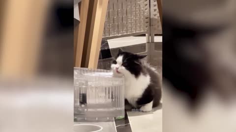 The kitten can't find water, so it can only drink the water from the fish tank