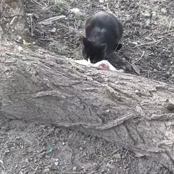 Watching over my outdoor feral cat named Gayle.