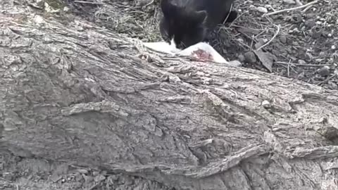 Watching over my outdoor feral cat named Gayle.