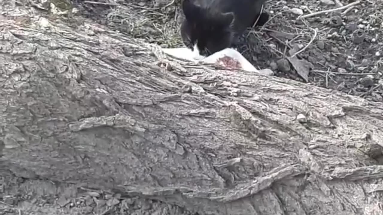 Watching over my outdoor feral cat named Gayle.