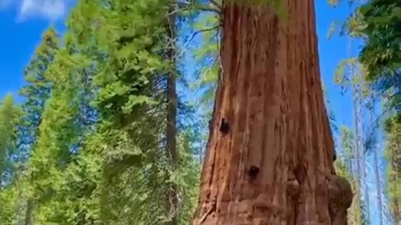 Sequoia National Park, California, contains five of the ten largest trees in the