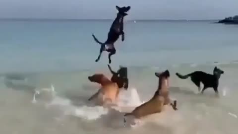 Pet Dog Playing Football in Sea. Gleeful pups love to splash around in ocean waves.