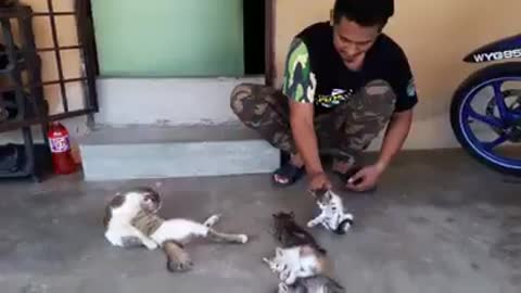 how to tame a cat