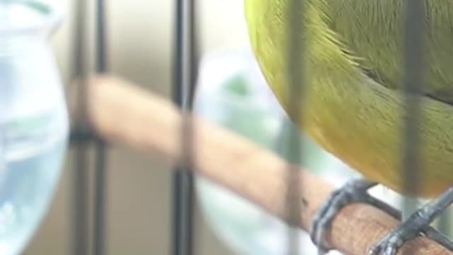 Burung pleci