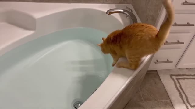 funny cat videos