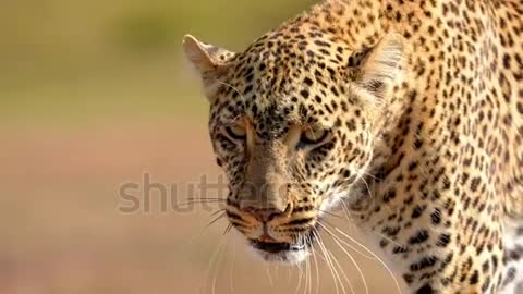 Harimau