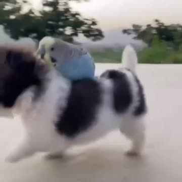 A dog playing with a parrot. Fun afternoon walk .