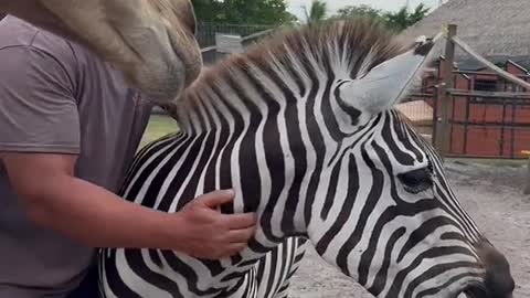 🥰zebra