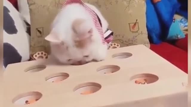 Cute kitten videos short leg cat pets trainer