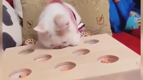 Cute kitten videos short leg cat pets trainer