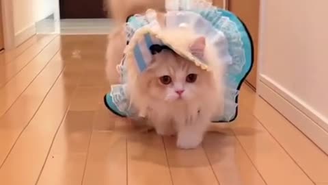 Cat bideo