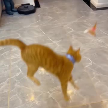 Funny Cats | Cat Fights | Cat Talk | Pet Animals #shorts #shortsvideos