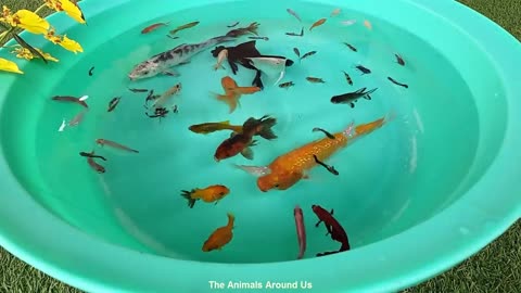 Koi_Carp_Fish_Ranchu_Goldfish_Ram_Cichlid_Pink_Fish_Betta_Tiger_Barb_PingPong_animals_Video