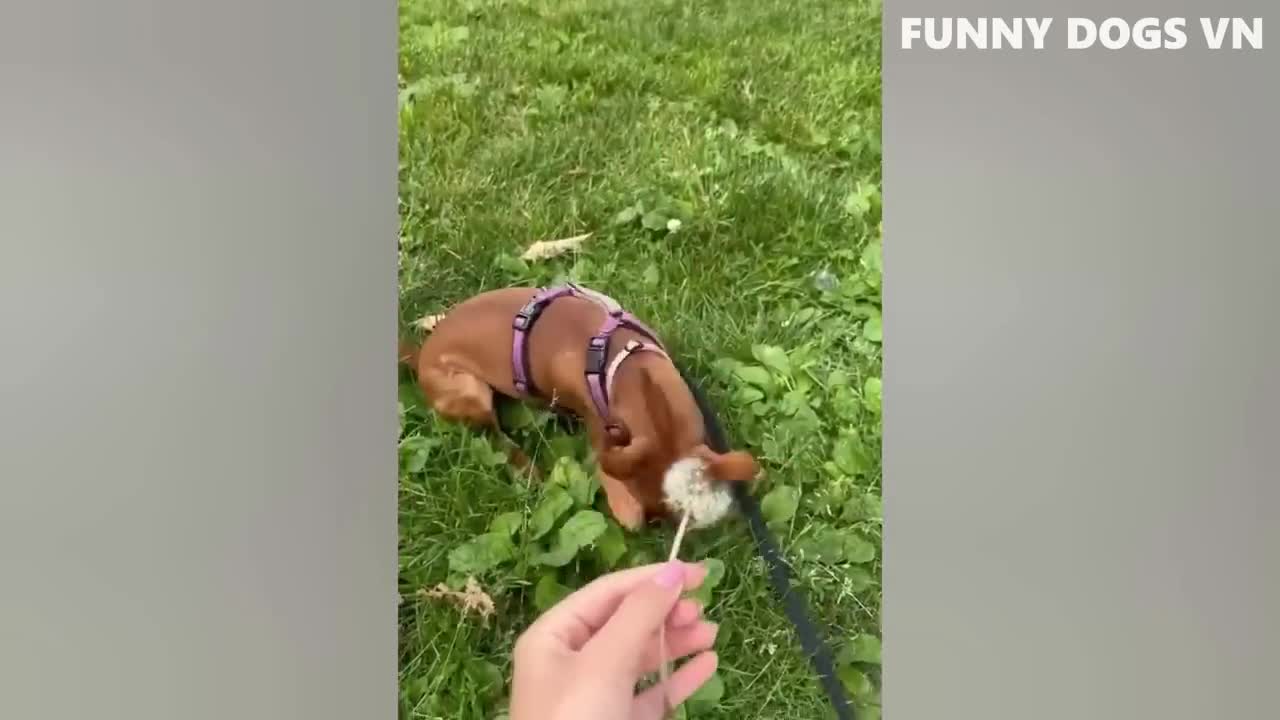 Most amusing Creatures Video 02 - Clever Pooches And Cats - Attempt Not To Snicker Creatures 2022