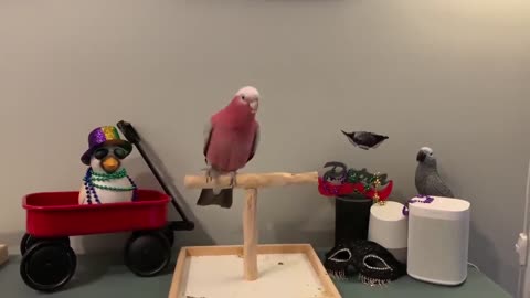 Funny Parrots Going Crazy - Cutest Parrots Compilation-6