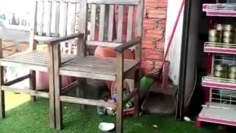 Monkeys Looking For Food