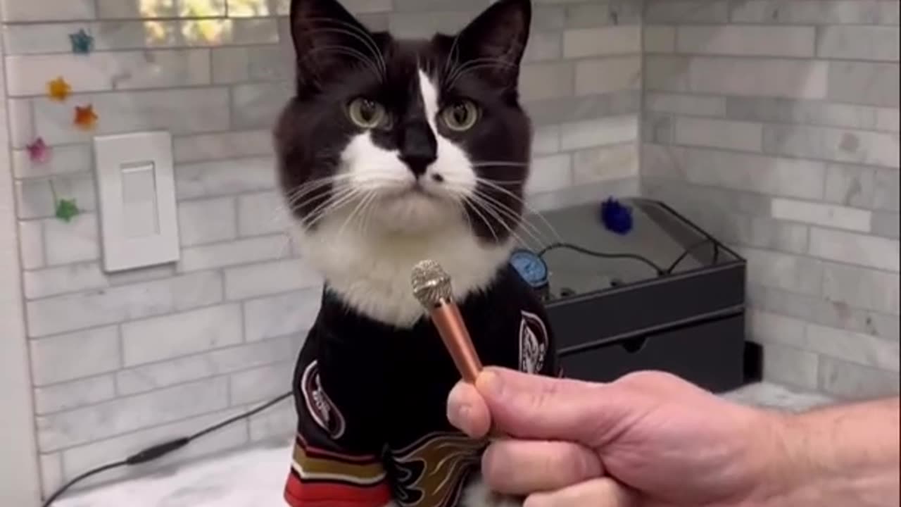 Painting The Abandoned House.cat& keety funny Neighbor Had problem!