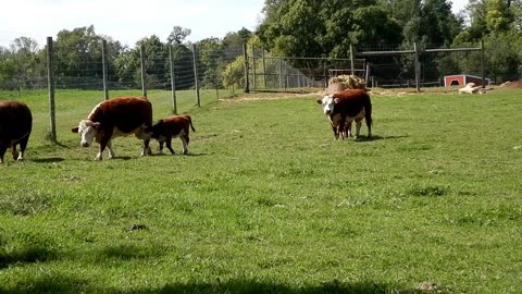 Cow Mamas