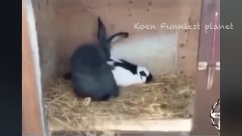 Funny Dogs And Cats Videos 2023 😅 - Best Funniest Animal Videos Of The Month 🥰👌 #1