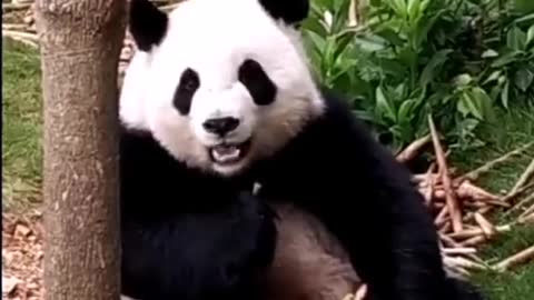 The panda cat