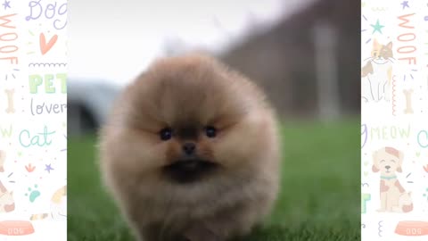 Cute dogs_cute cats _ cute puppies _cute pets🥰🥰😊