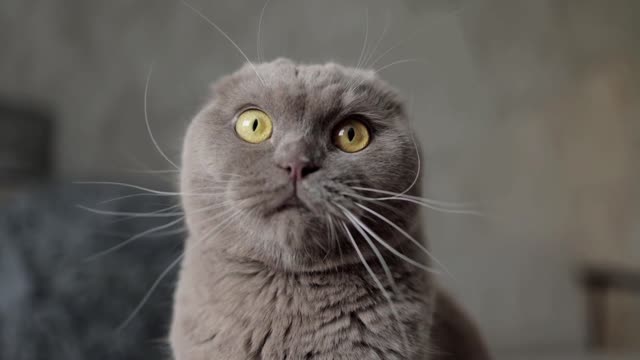 Cuddly kitten ( RELAXING MUSIC ) #mycuddly kitten